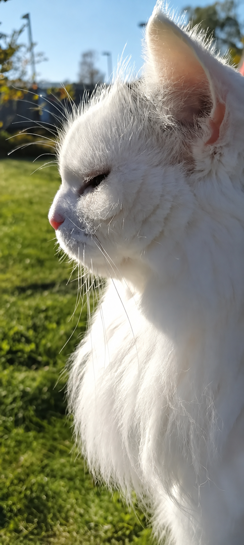 Tussan in profile in warm sunlight